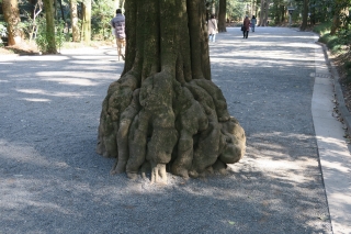 東京の木