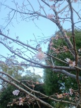 大阪城公園　桜