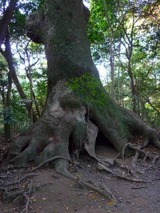 大木の根