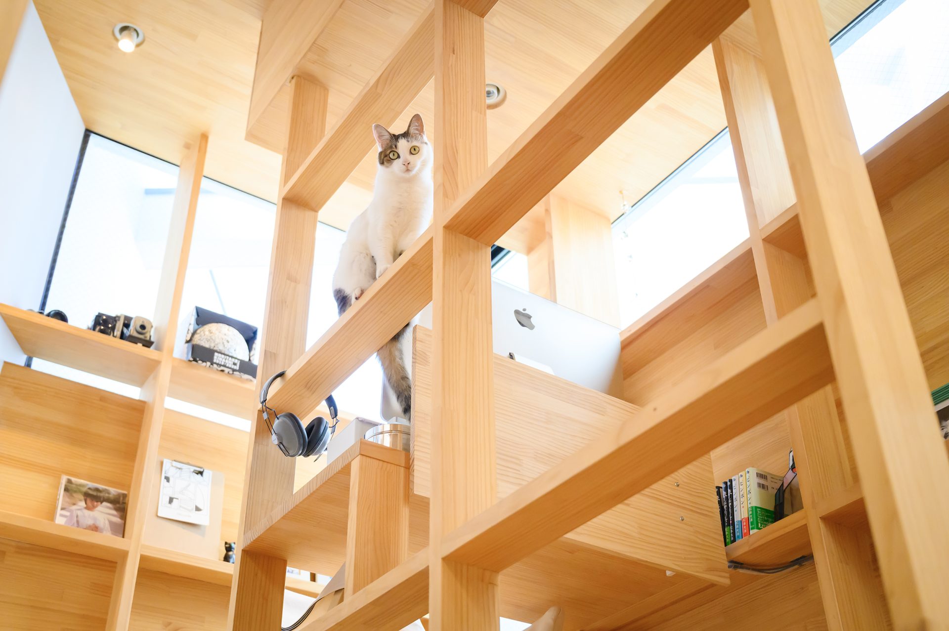 大阪帝塚山の家の猫のいる棚