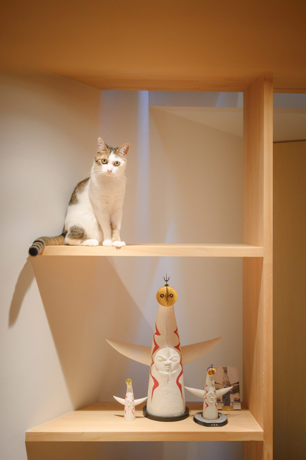 大阪帝塚山の家の猫と太陽の塔