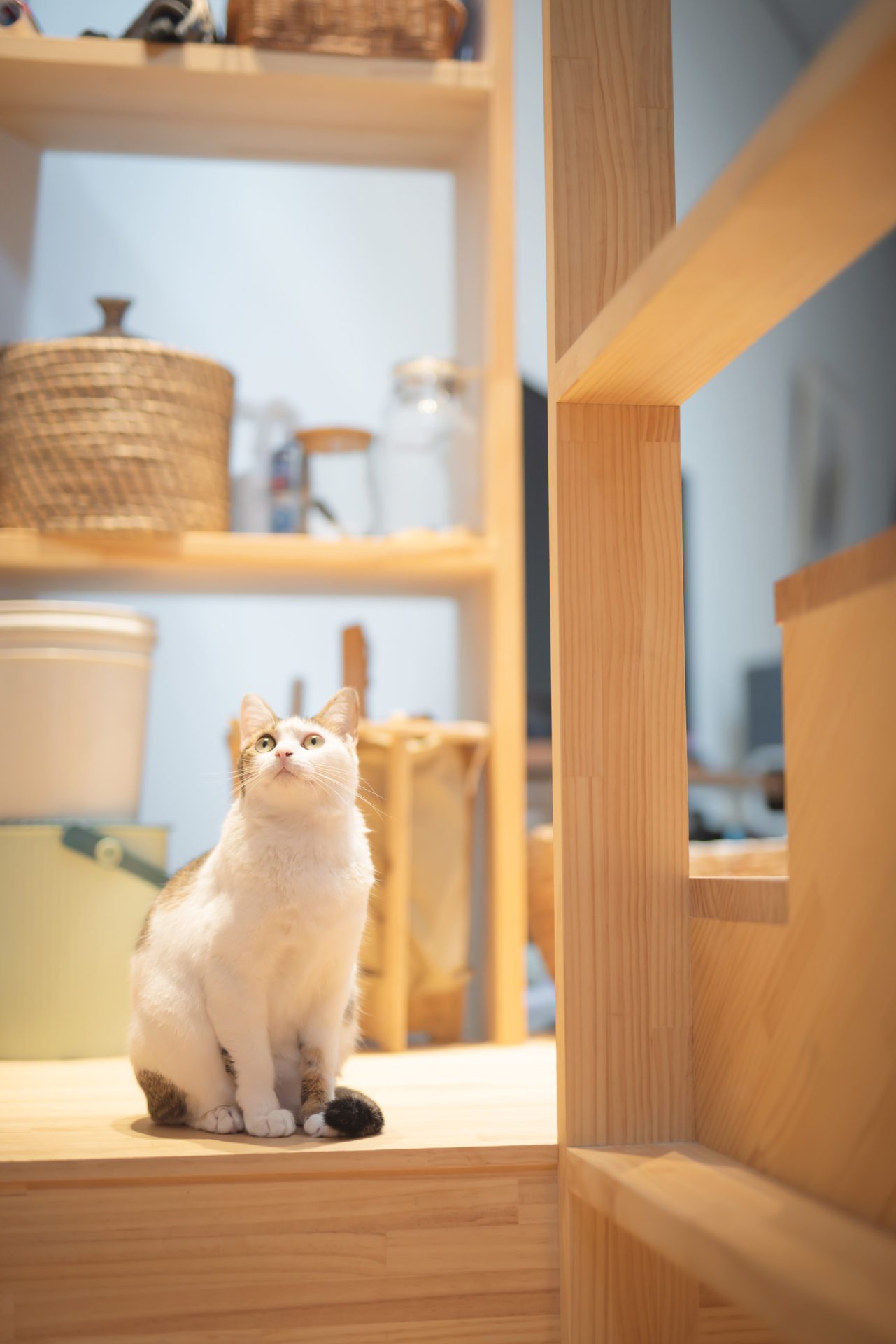 大阪帝塚山の家の猫のいる階段